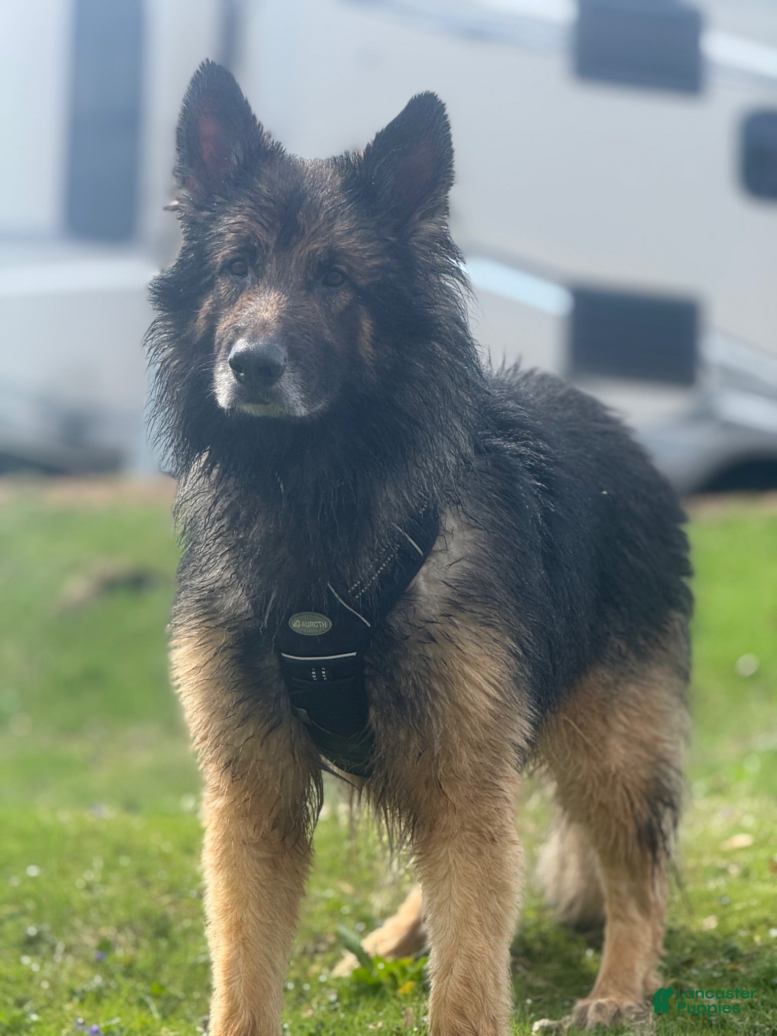 German Shepherd dogs Long hair german shepherd stud only - Ad 4