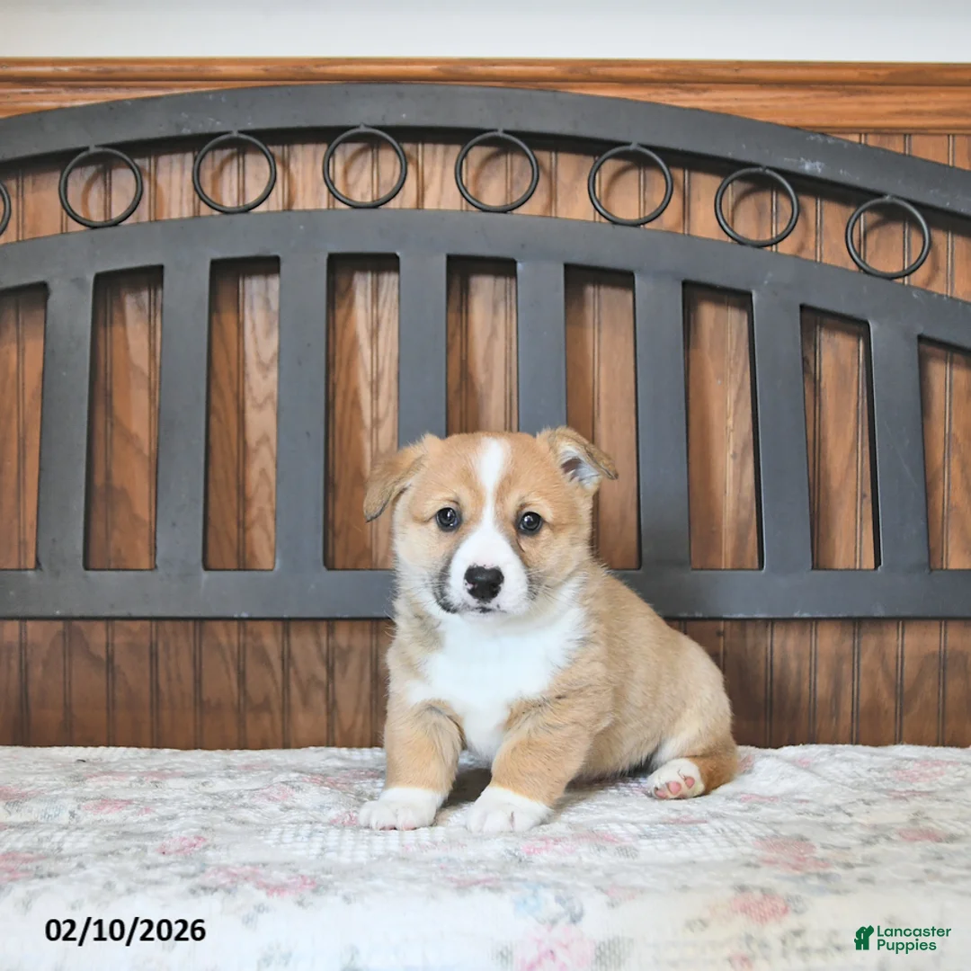 Welsh Corgi Pembroke dogs for sale: Tot  - Ad 5