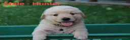 Golden Retriever dogs for sale: Golden Retriever 3 - Ad 1