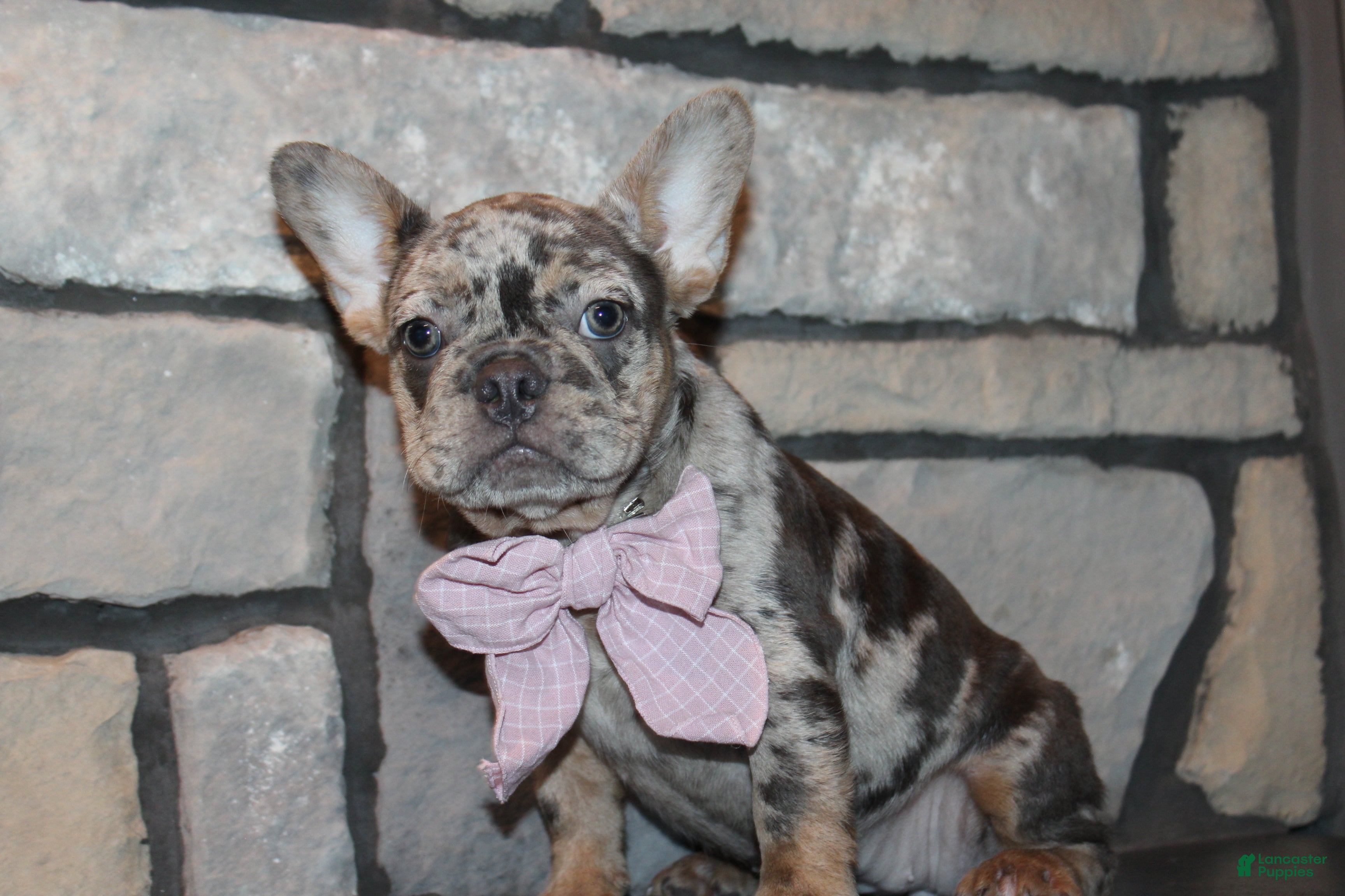 French Bulldog dogs AKC Zoe - Ad 2