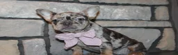 French Bulldog dogs for sale: AKC Zoe - Ad 2