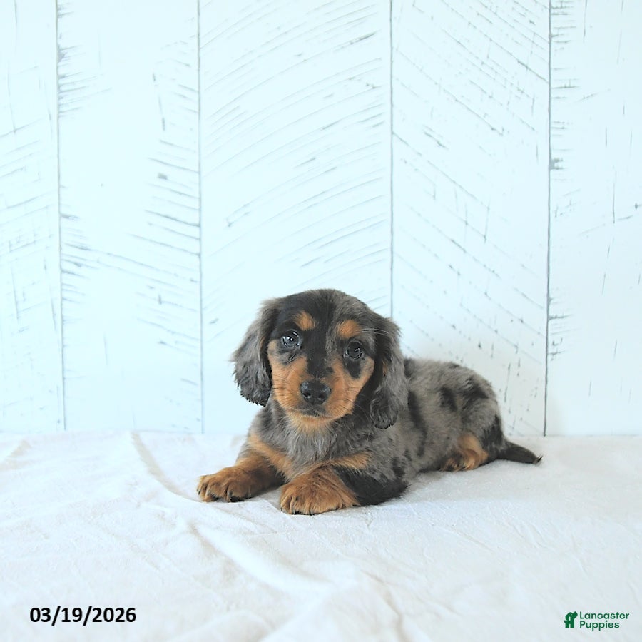 Miniature Dachshund dogs Lily - Ad 2