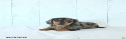 Miniature Dachshund dogs for sale: Lily - Ad 2