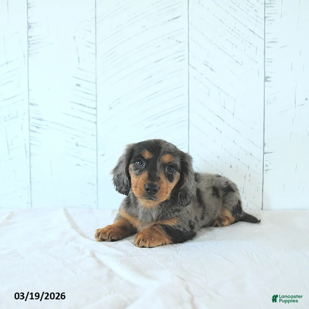 Miniature Dachshund dogs for sale: Lily - Ad 2