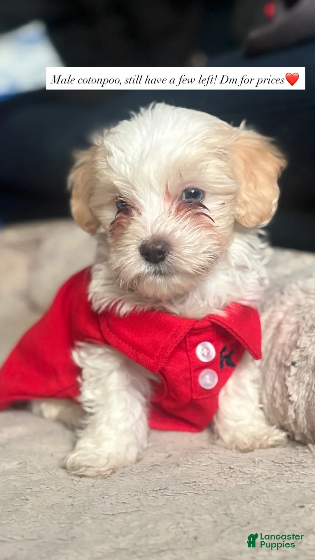 Mixed Breed dogs for sale: Mixed Breed Puppy 2 - Ad 1