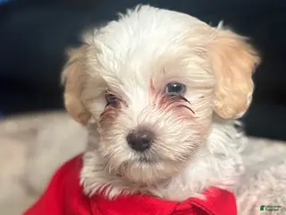 Mixed Breed dogs for sale: Mixed Breed Puppy 2 - Ad 4