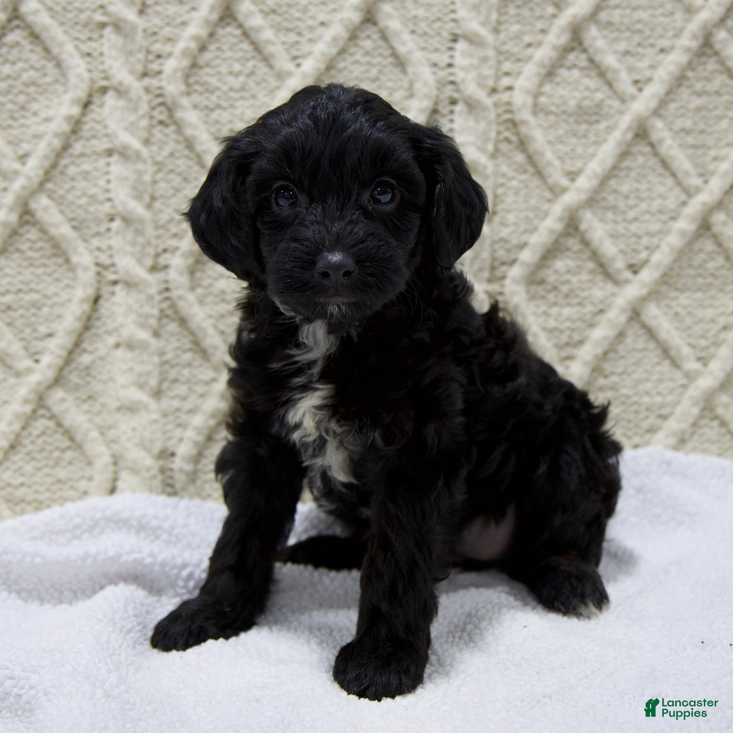 Yorkiepoo dogs Dory - Ad 4
