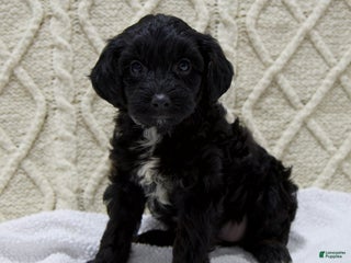 Yorkiepoo dogs - Ad 25