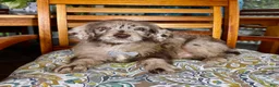 Labradoodle dogs for sale: Chip - Ad 6