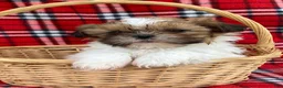 Shih Tzu dogs for sale: Finn - Ad 4