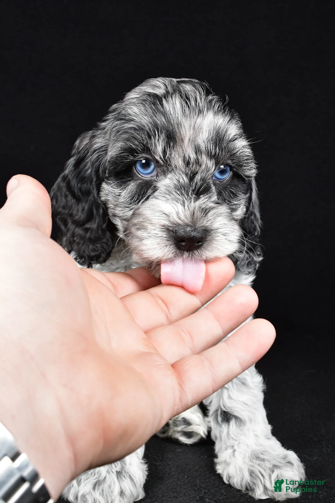 Cockapoo dogs for sale: Dante - Ad 9