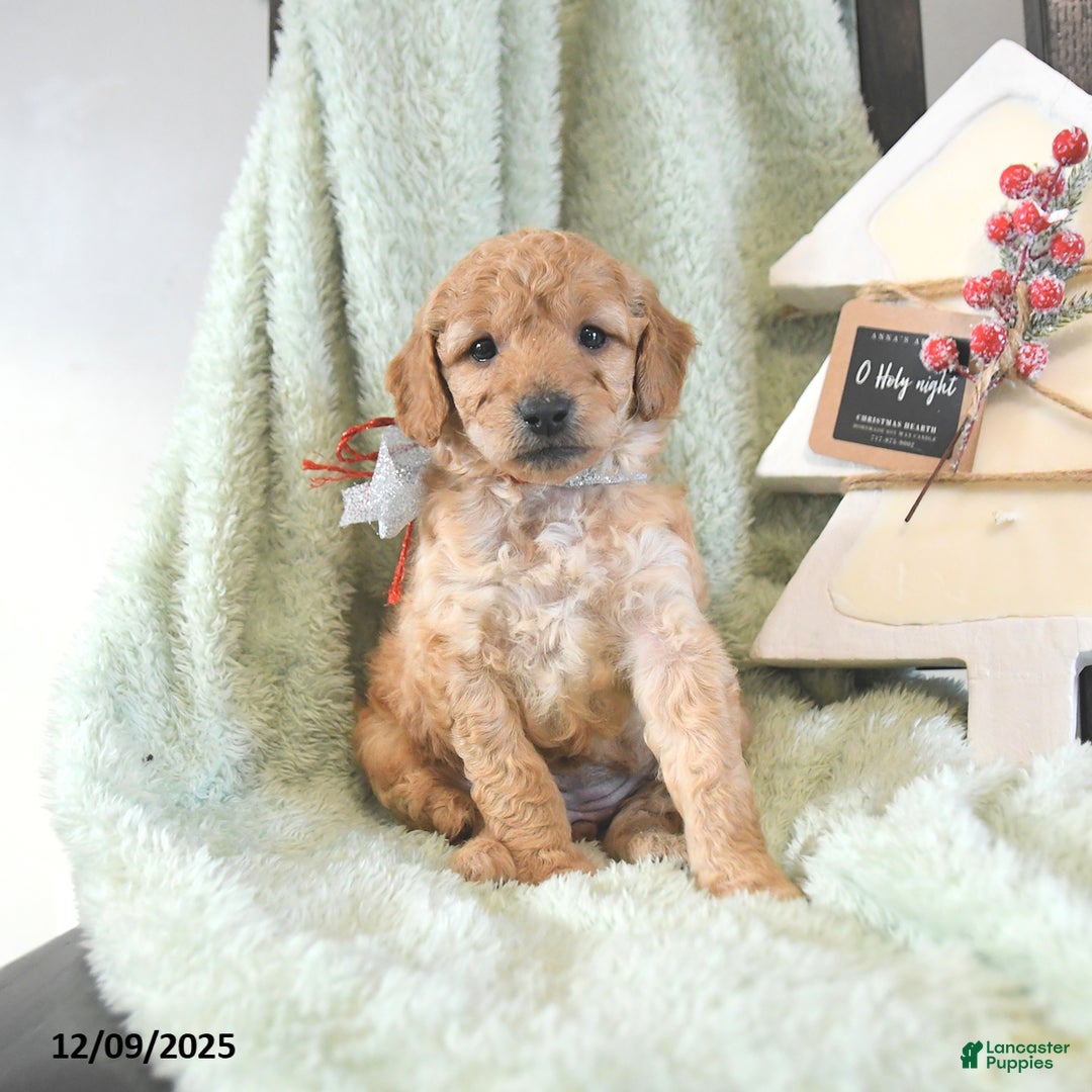 Mini Goldendoodle dogs for sale: Basil  - Ad 3