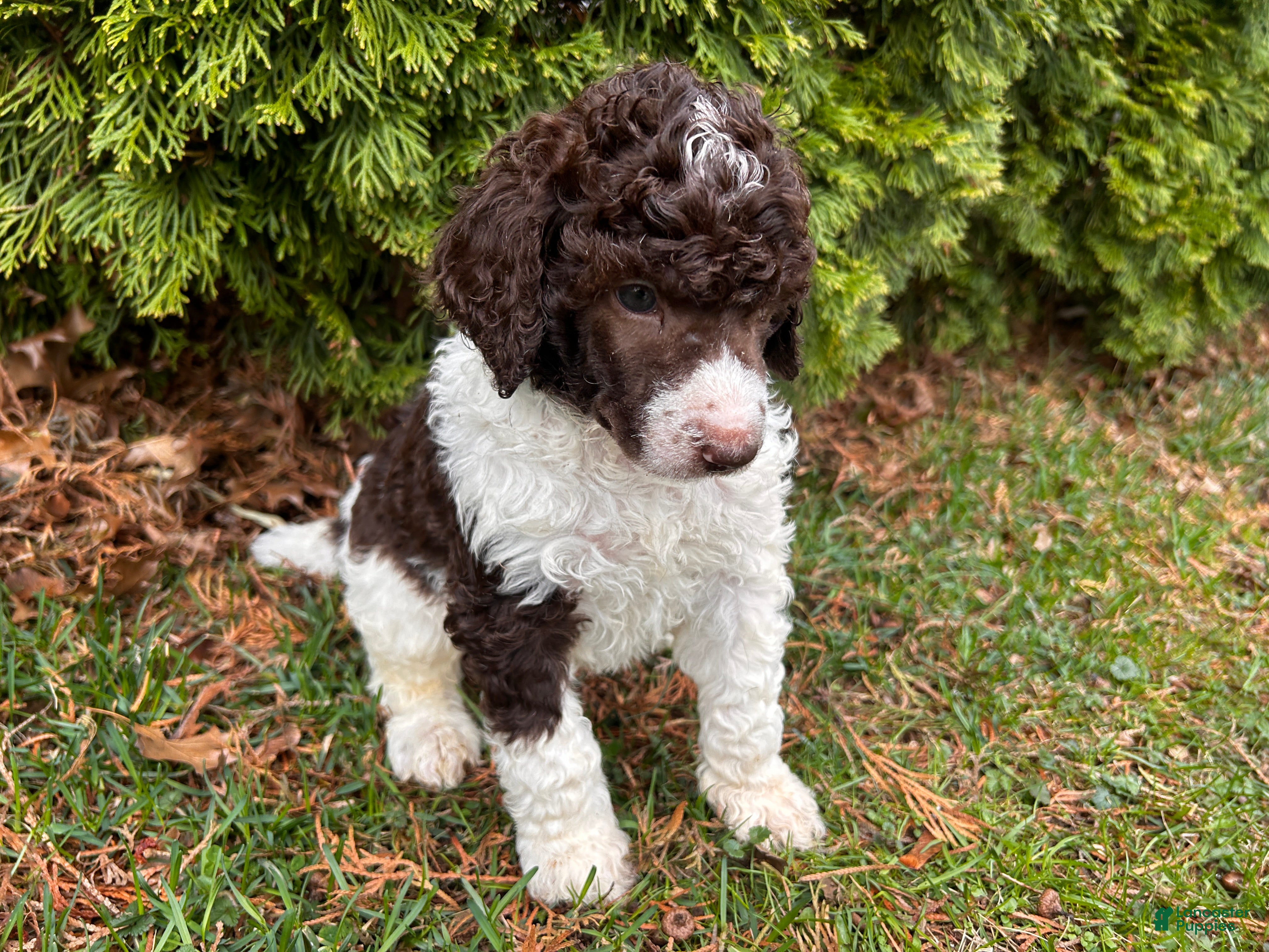 Standard Poodle dogs ⚓️Jonah-AKC Standard🐩 - Ad 2