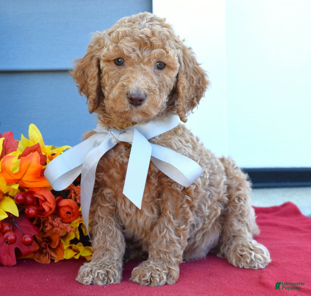 Standard Poodle dogs for sale: Milo - Ad 5