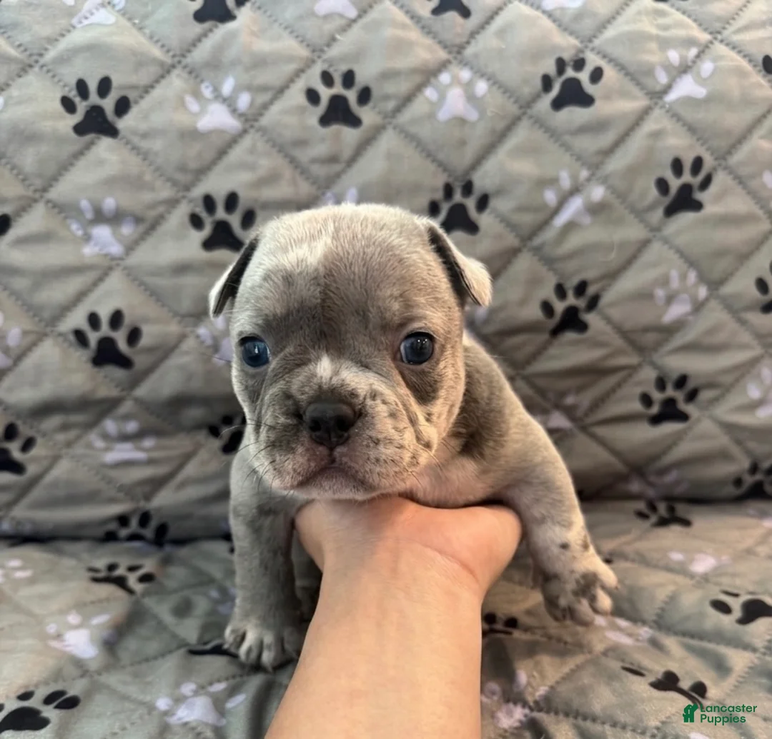 Mixed Breed dogs for sale: Blue Platinum Merle, Micro Bully Female - Ad 1