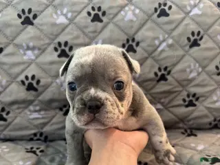 Mixed Breed dogs Blue Platinum Merle, Micro Bully Female - Ad 19
