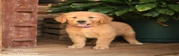 Golden Retriever dogs for sale: Cory - Ad 4