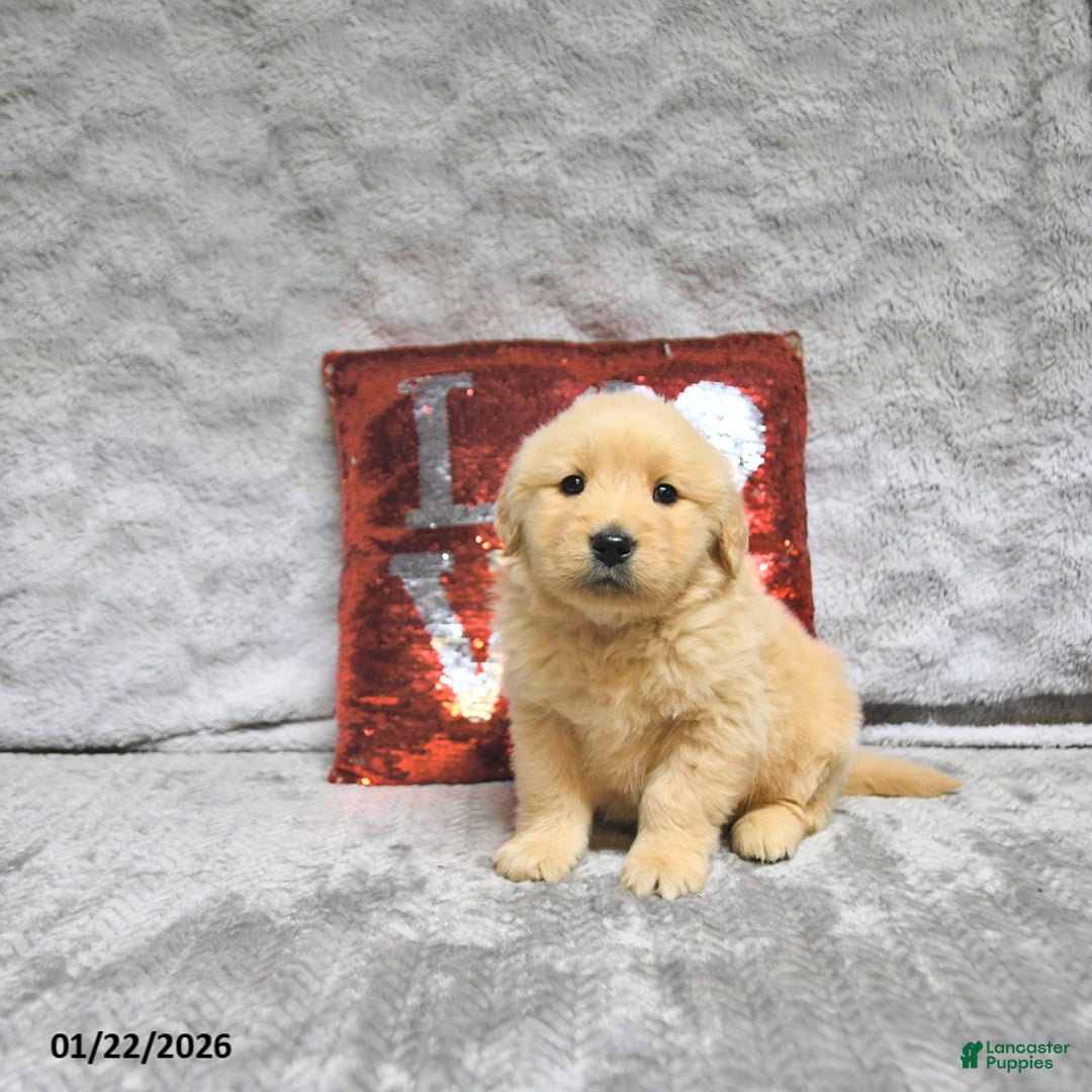 Golden Retriever dogs for sale: Lenny - Ad 4