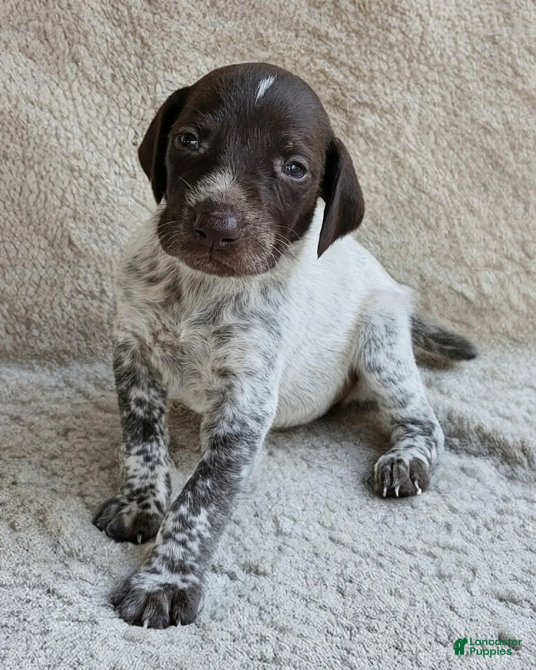German Shorthaired Pointer dogs for sale: July - Ad 6