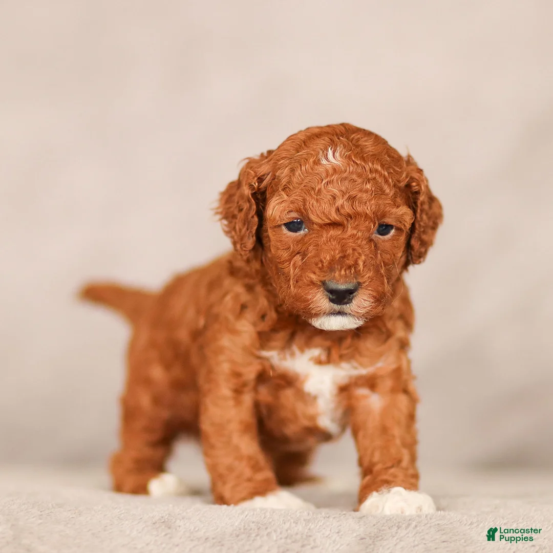 Standard Poodle dogs for sale: Baxter Poodle Puppy  - Ad 1