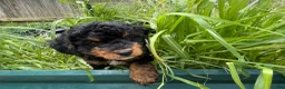 Mixed Breed dogs for sale: Rascal - Ad 5