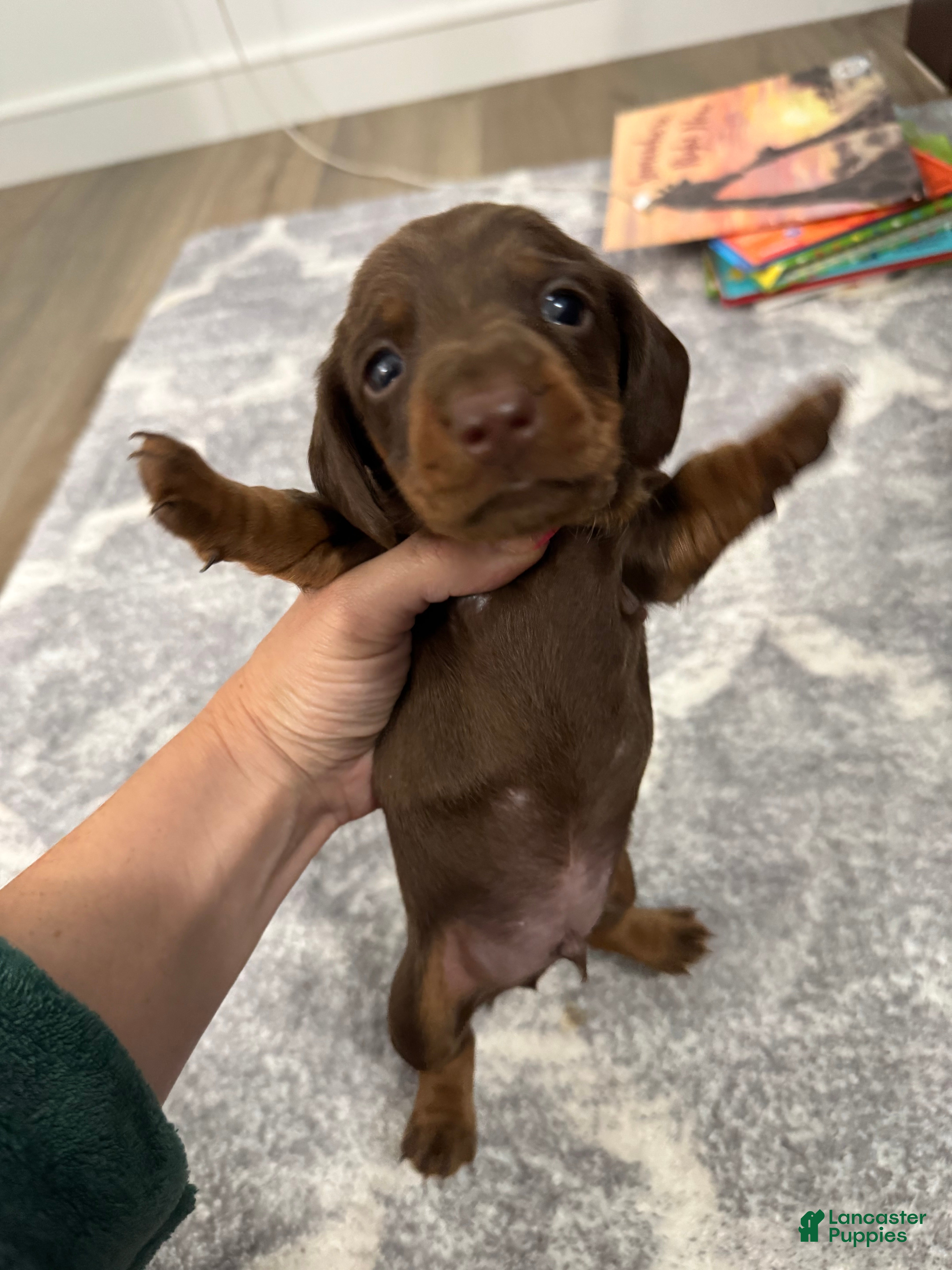 Miniature Dachshund dogs Miniature Dachshund 2 - Ad 2