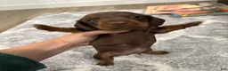 Miniature Dachshund dogs for sale: Miniature Dachshund 2 - Ad 2