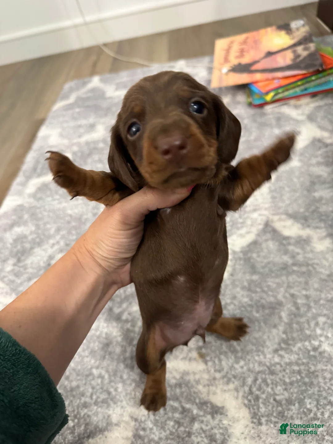 Miniature Dachshund dogs for sale: Miniature Dachshund 2 - Ad 2
