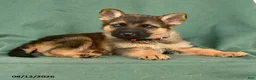 German Shepherd dogs for sale: Gabby - Ad 2