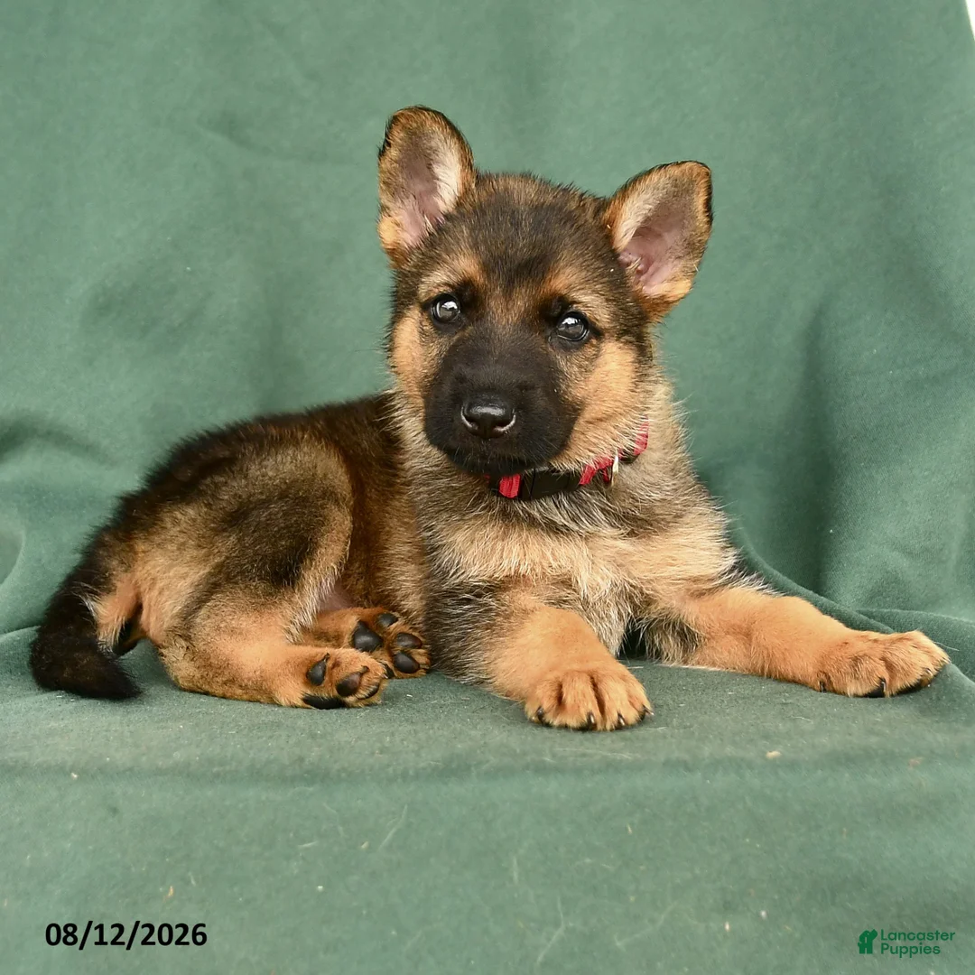 German Shepherd dogs for sale: Gabby - Ad 2