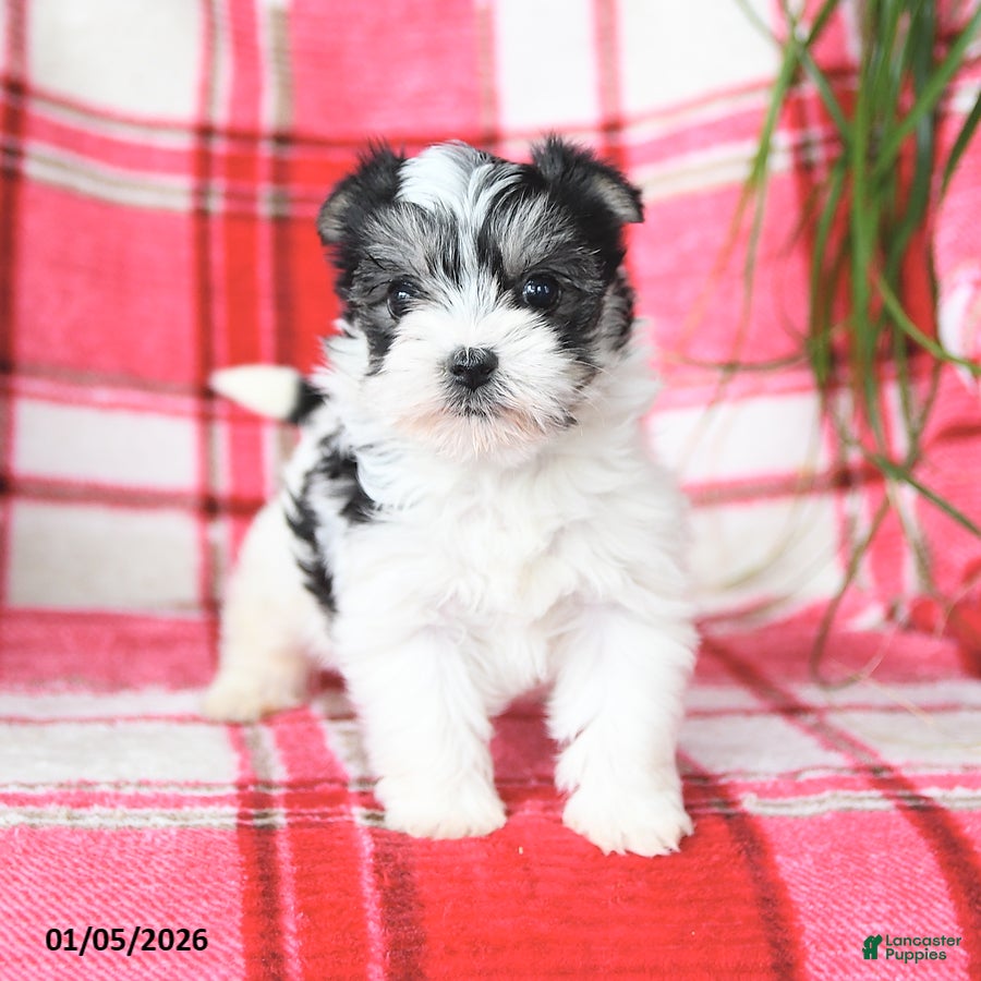 Morkie dogs Rosebud - Ad 10