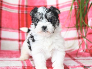 Morkie dogs Rosebud - Ad 9