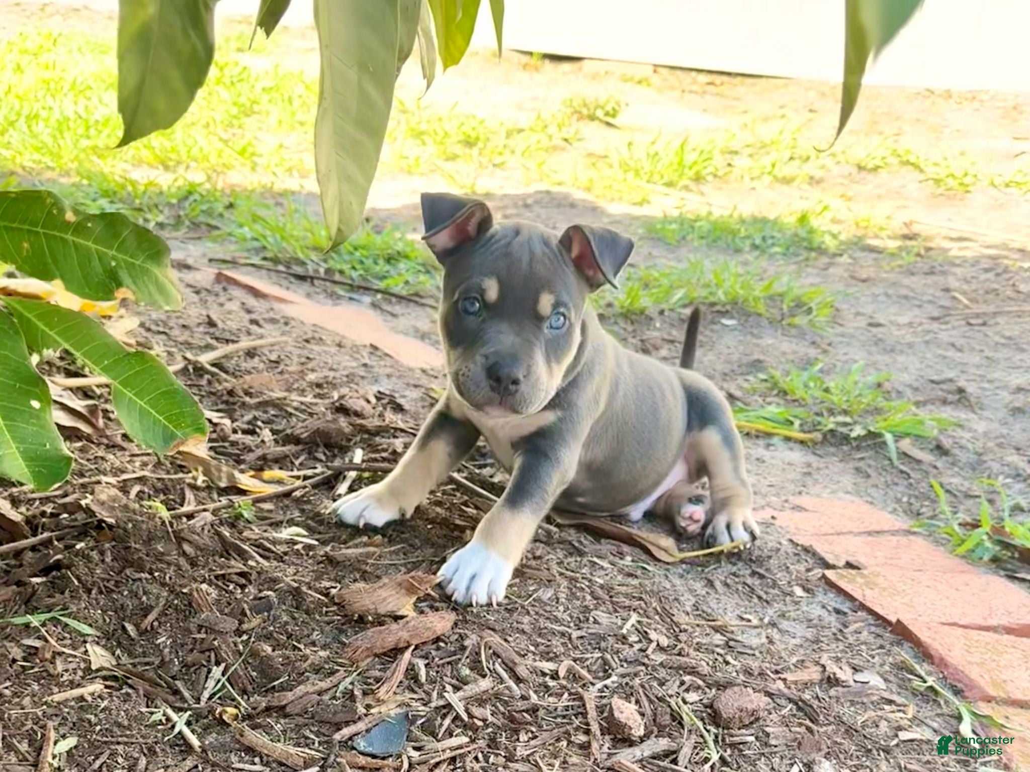 American Bully dogs Leviathan  - Ad 2