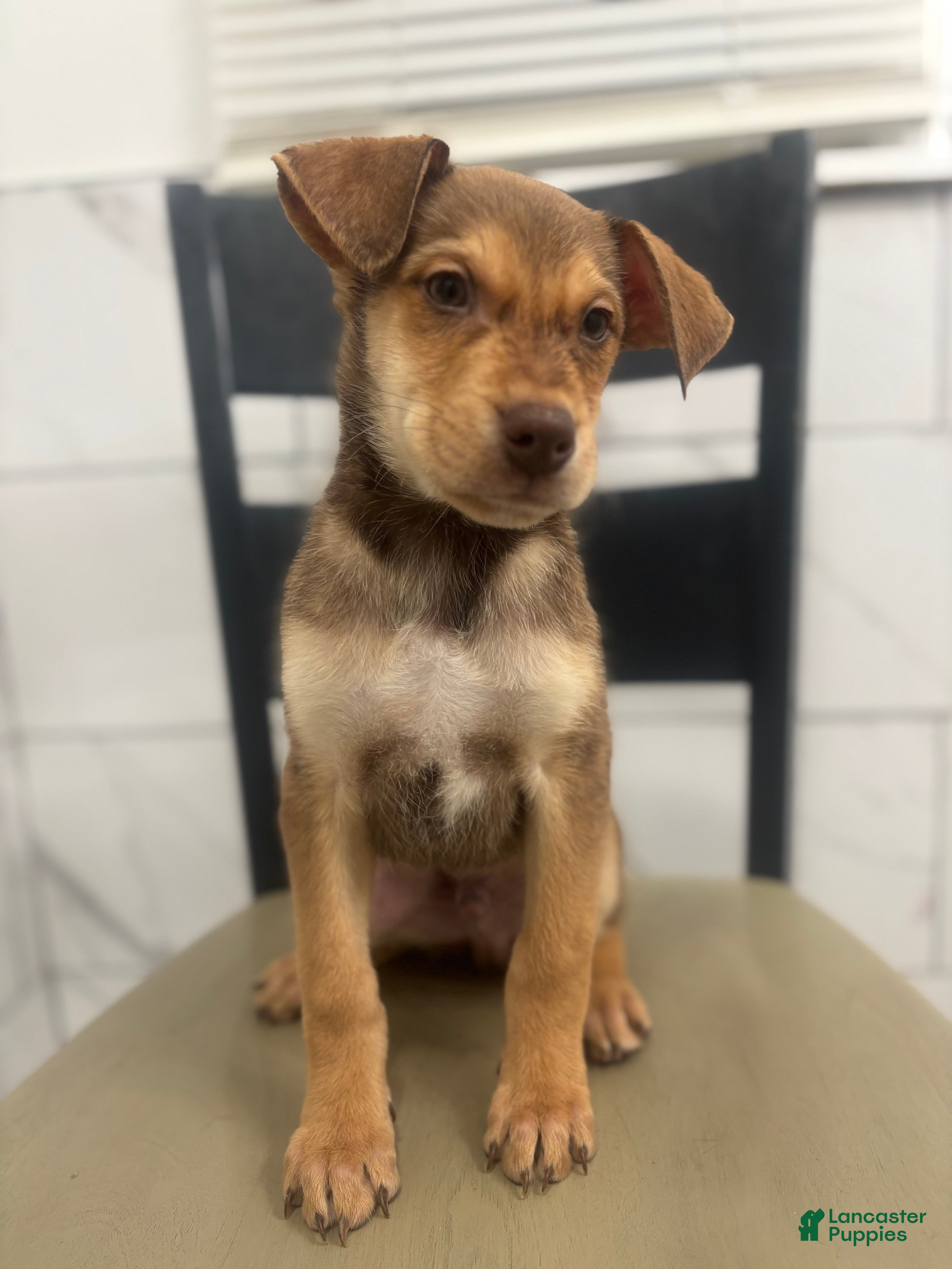 Mixed Breed dogs Mixed Breed Puppy 2 - Ad 38