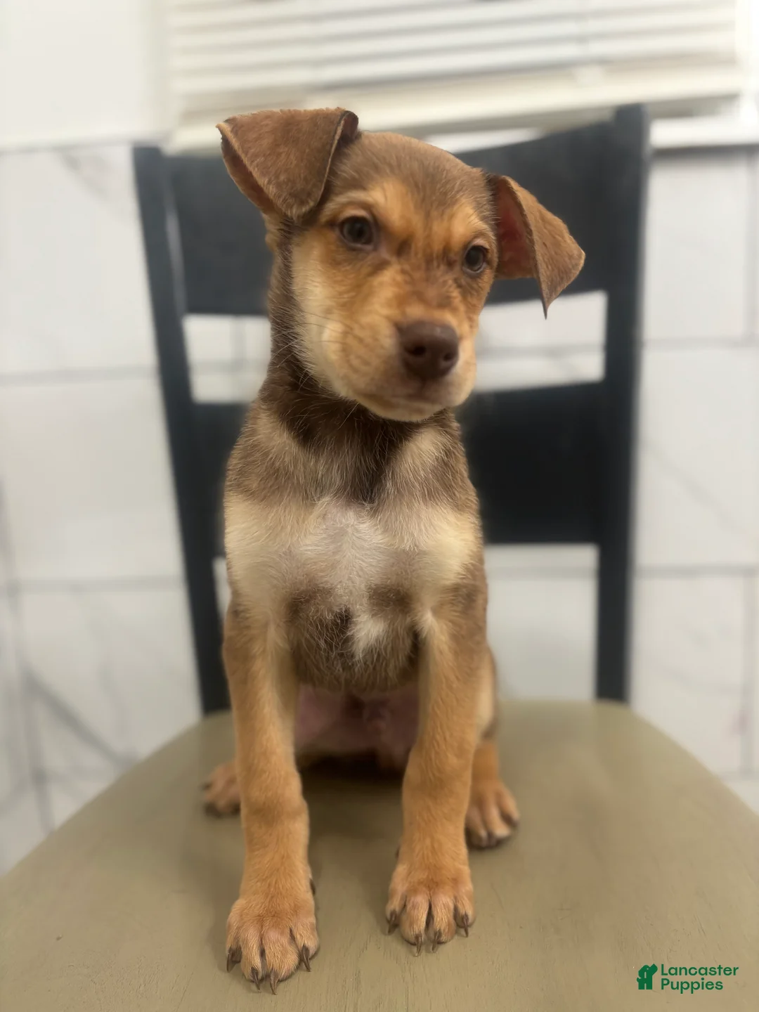 Mixed Breed dogs for sale: Mixed Breed Puppy 2 - Ad 1