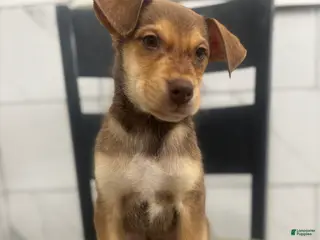 Mixed Breed dogs Mixed Breed Puppy 2 - Ad 38