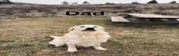 Goldador dogs for sale: Goldador 1 - Ad 3