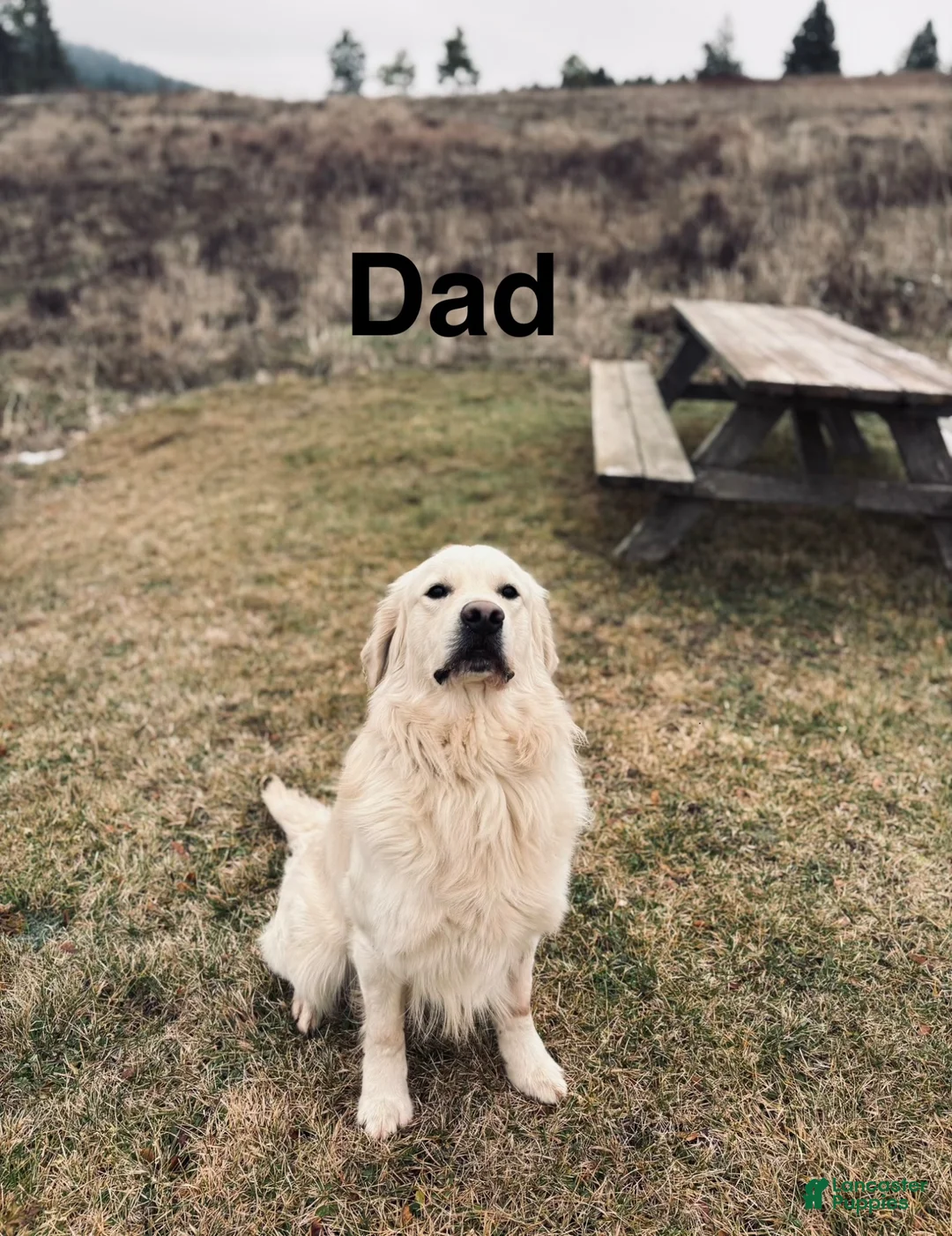Goldador dogs for sale: Goldador 1 - Ad 3