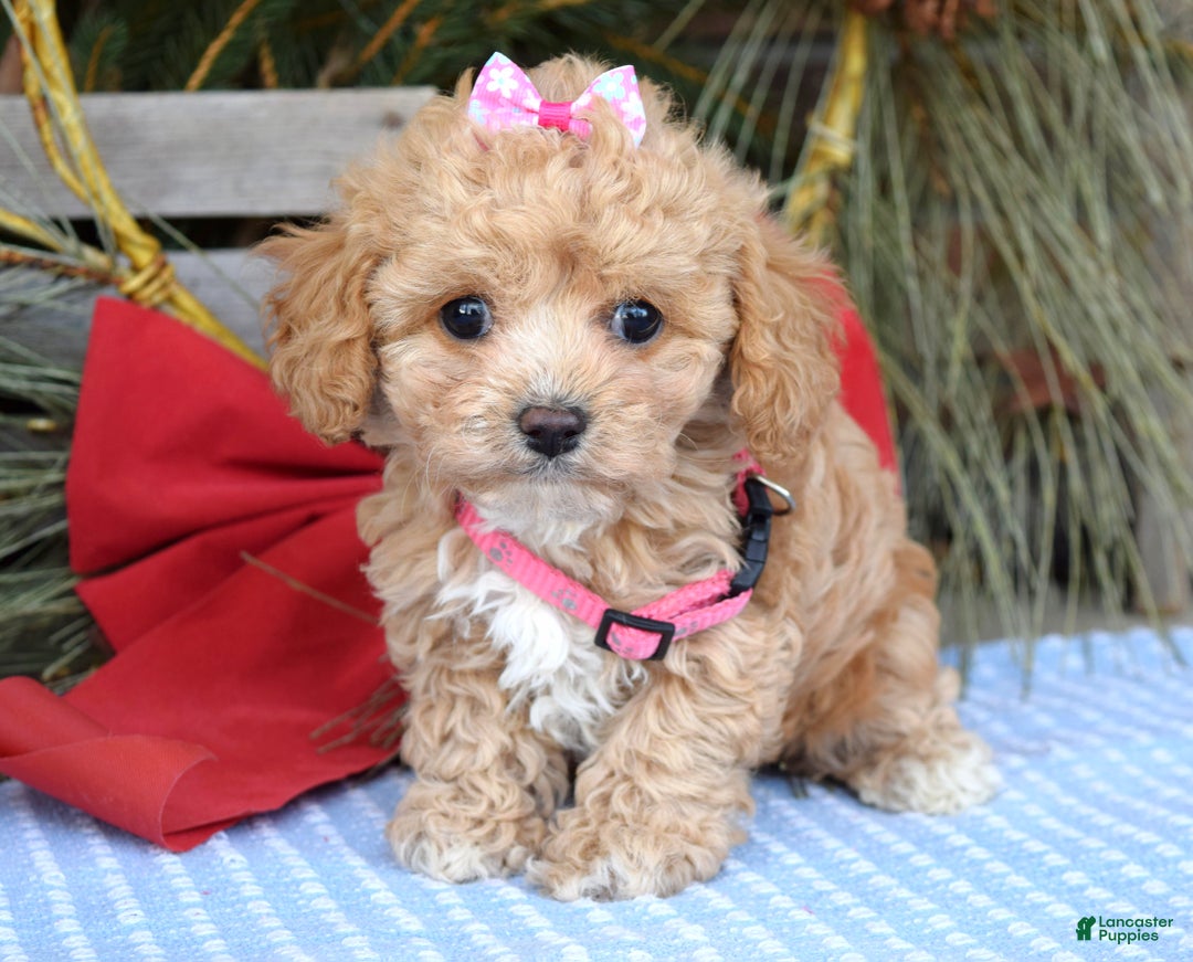 Maltipoo dogs for sale: Riley - Ad 5