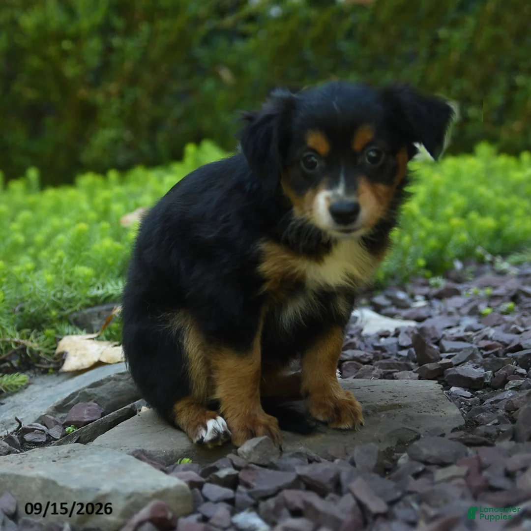 Aussiedoodle dogs for sale: Piper - Ad 3