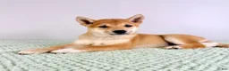 Shiba Inu dogs for sale: Lucy - Ad 3