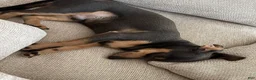 Chiweenie dogs for sale: Brownie  - Ad 3