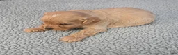 Cavapoo dogs for sale: Cavapoo 5 - Ad 34