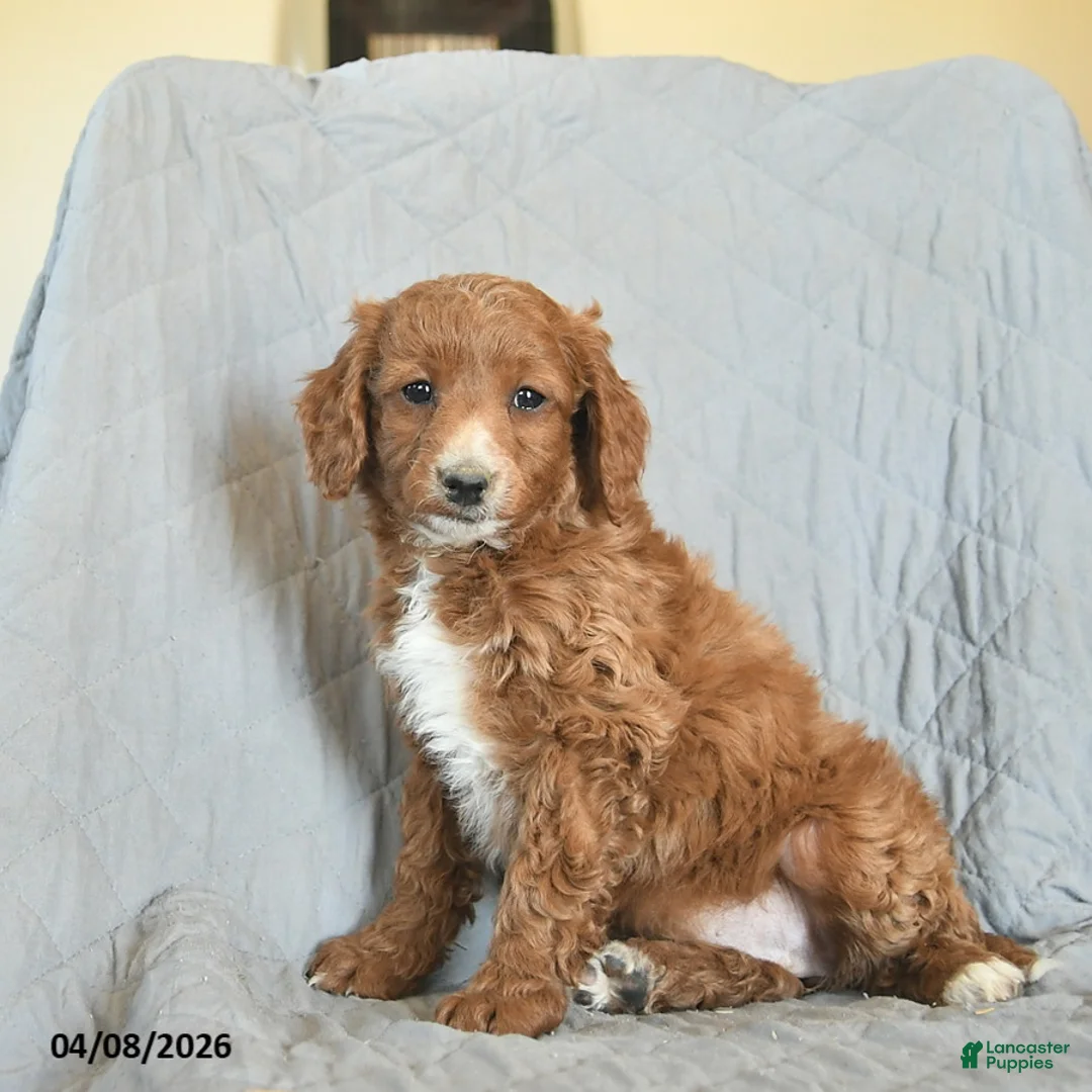Mini Goldendoodle dogs for sale: Keira  - Ad 3