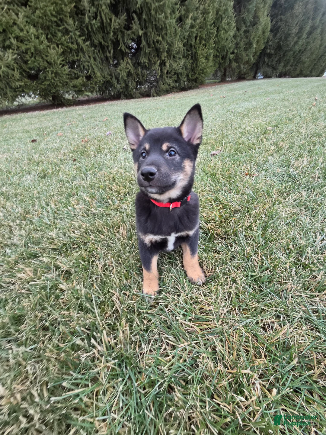 Shiba Inu dogs for sale: Max - Ad 2