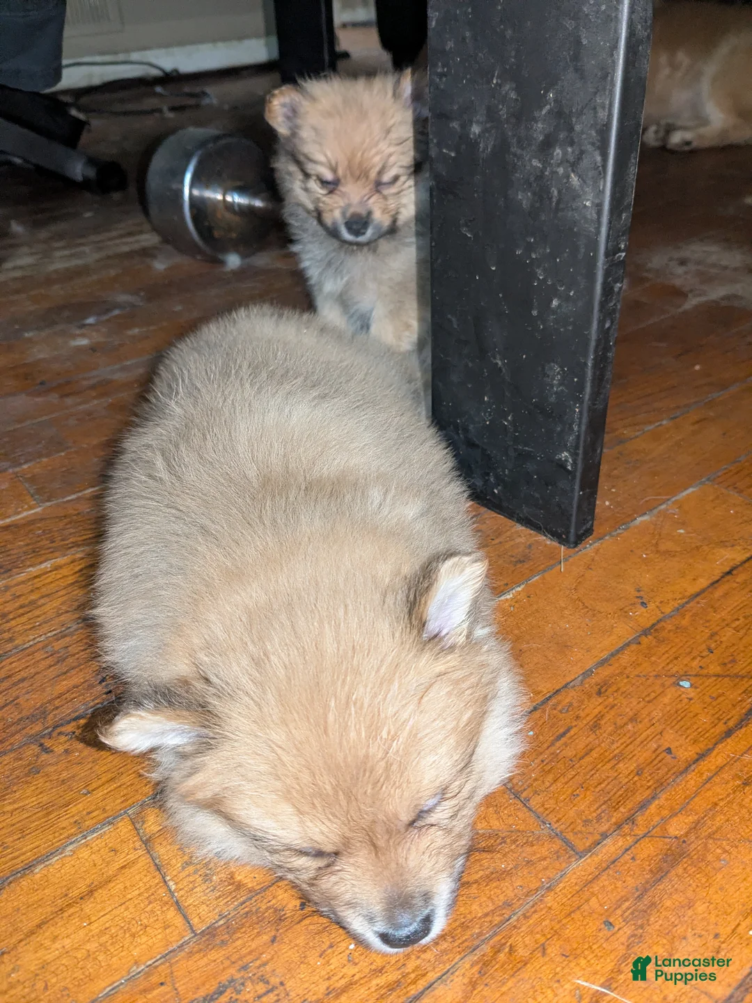 Mixed Breed dogs for sale: Mixed Breed 2 - Ad 1