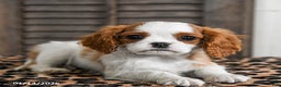Cavalier King Charles Spaniel dogs for sale: Jet - Ad 4