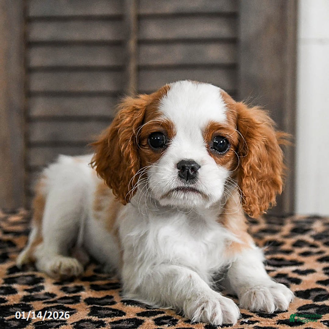 Cavalier King Charles Spaniel dogs for sale: Jet - Ad 4
