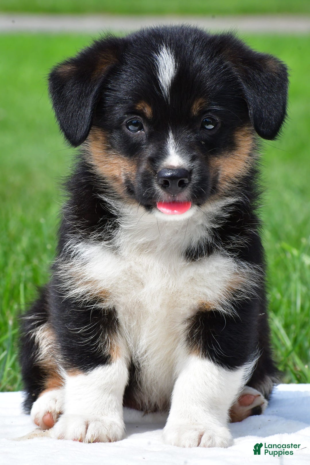 Gallery Image {{count}}