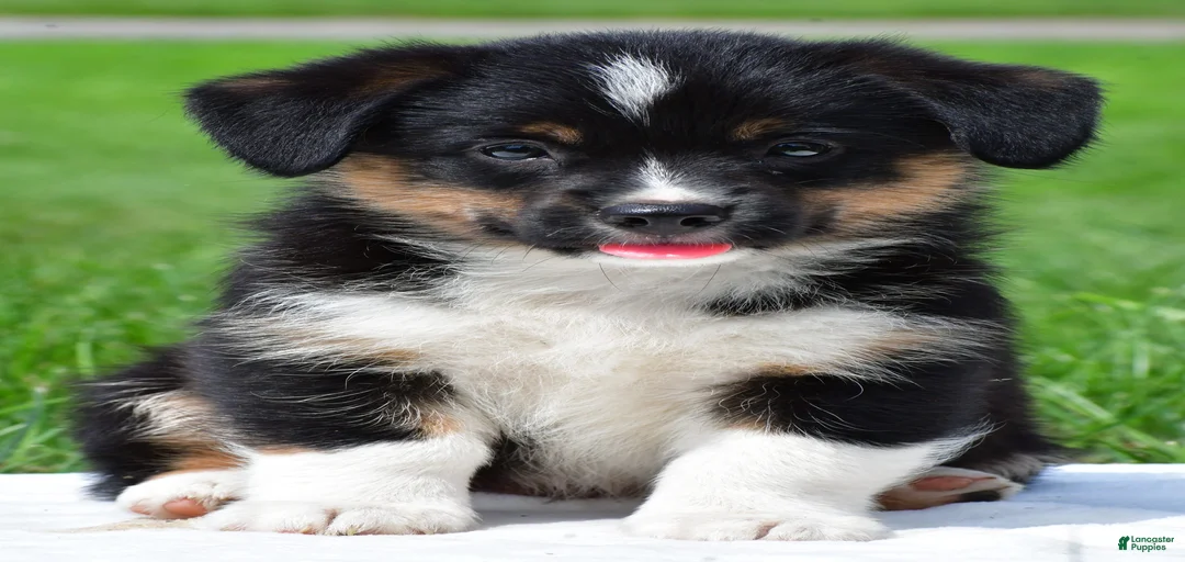 Gallery Image {{count}}